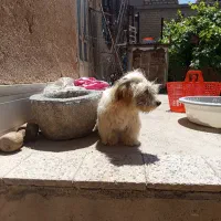 سگ پاکتا