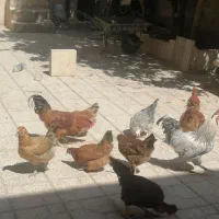 مرغ و خروس محلی
