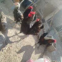 فروش چهار عدد جوجه خروس محلی