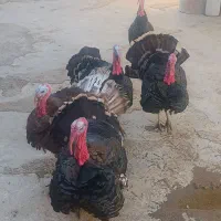 فروش بغلمون|حیوانات مزرعه|صالح آباد, |دیوار