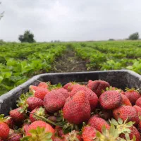 حراج نهال توت فرنگی سابرینا درجه ۱ نی ۱۵میلیون|عمده‌فروشی|خان ببین, |دیوار