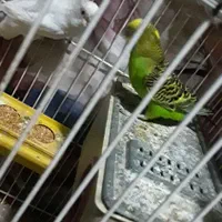 یک جفت مرغ عشق
