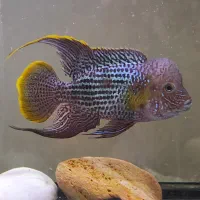 ماهی گرینتیلور AAA