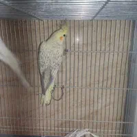 فنچ مرغ عشق پروانه ای عروس هلندی طوطی کتوله|پرنده|کرمان, |دیوار