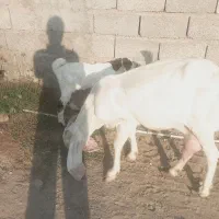 بز گلابی|حیوانات مزرعه|میناب, |دیوار