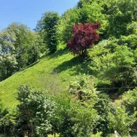 اجاره ویلا جنگلی|اجارهٔ کوتاهمدت ویلا و باغ|فومن, |دیوار