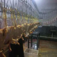 استخدام نیروی کشتارگاه درتوجان