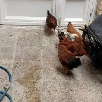 مرغ|حیوانات مزرعه|بهبهان, |دیوار