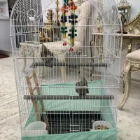 جوجه عروس هلندی|پرنده|بهارستان, |دیوار
