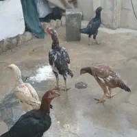 خروس لاری معاوضه با خروس جوجه کش