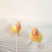 دو تا کوتوله برزیلی  سه ماه .دون خور شده تازه