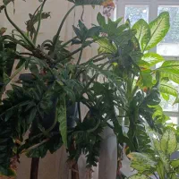 اجاره روزانه