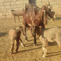 بزآمریکایی کل وبزدوقلووپرشیردرجه یک