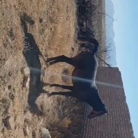 اسب ماده‌یون نژاد دو رگ دره شوری