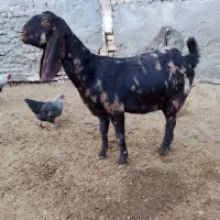 بز جنس عالی پلنگی چهل خال گل‌گلی