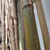 بامبو خارجی|گل و گیاه طبیعی|رشت, حومه رشت|دیوار