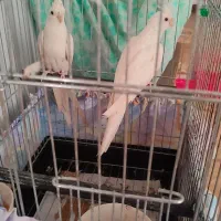 فروش عروس هلندی|پرنده|ساوه, |دیوار