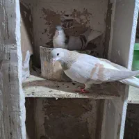 ساده فولادی|پرنده|سبزوار, همت|دیوار