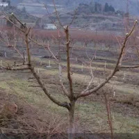 هرس انواع درختان میوه تعاونی