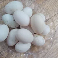 تخم اردک