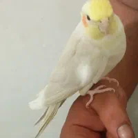 عروس هلندی مولد و سخنگو