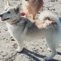 فروشی|سگ|گرگان, |دیوار