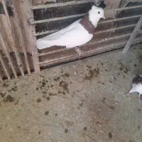 کبوتر هوایی