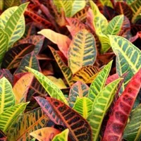 گل و گیاه آپارتمانی کروتون فیکوس شفلرا