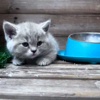 گربه اسکاتیش