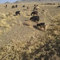 تعدادی بز محلی سالم و سرحال برای داشت ملایر اراک