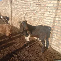 بز نر پاکسانی هلندی درجه یک دو ساله
