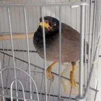 پرنده سرای ققنوس|پرنده|دوگنبدان, |دیوار