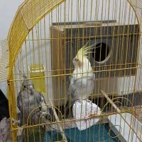 عروس هلندی