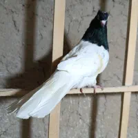 کبوتر|پرنده|بجنورد, |دیوار