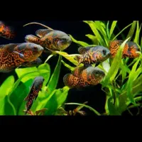 آکواریوم و ماهی و لوازم