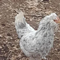 مرغ گلین طوسی فروش تخمرغ|حیوانات مزرعه|شهرکرد, |دیوار