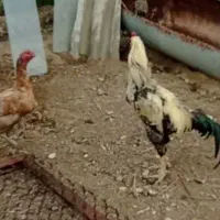 تخم نطفه دار و تازه لاری