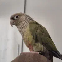 طوطی گیرینچیک دستی