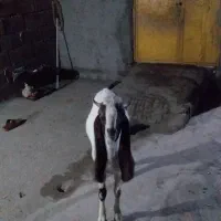 یک عدد نری پاکستانی