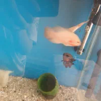 آکواریوم.ماهی و وسایل آکواریوم