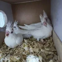 جفت آلبینو کینگ سایز فالو با ۴عدد جوجه|پرنده|حمیدیا, |دیوار