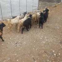 ۲۹عدد چپش نر