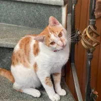 گربه نر ۱ ساله واکسن زده و عقیم شده|گربه|رشت, استقامت ۱|دیوار