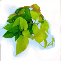 گیاه درجه یک
