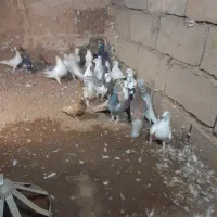 کفتر