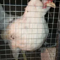 جوجه گلین پنگوئنی  ویاندوت سیلور ایام سمانی|حیوانات مزرعه|پاکدشت, پاکدشت (مامازند)|دیوار