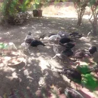 بوقلمون محلی|حیوانات مزرعه|شاهرود (اردبیل), |دیوار