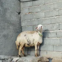 دوراس میش جوان ابستن