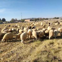 گوسفند ابستن