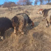 فروش 6 عدد کُوه ماده|حیوانات مزرعه|ایذه, |دیوار